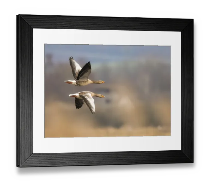 Framed Print : Two greylag geese (Anser anser) in flight with symmetrical wings over a blurred natural landscape under a cloudy sky