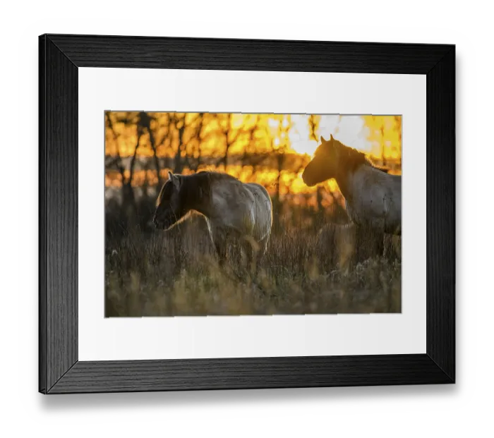 Framed Print : Konik Konik horses (Equus ferus caballus)