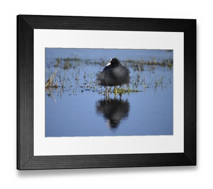 Framed Print : A coot Eurasian Coot (Fulica atra) stands in the water with its reflection visible