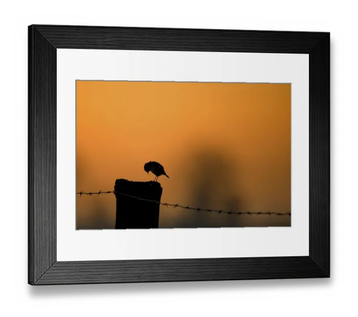 Framed Print : The silhouette of a stonechat (Saxicola rubicola) Framed Print : The silhouette of a stonechat (Saxicola rubicola)