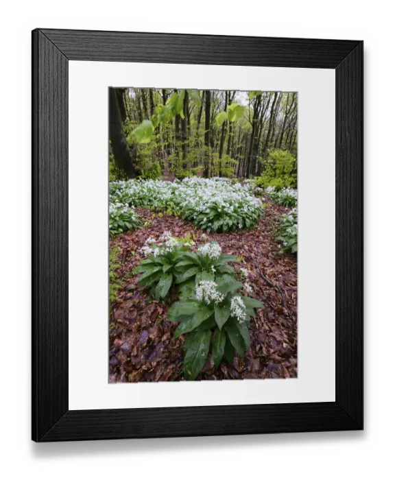 Framed Print : Wild garlic blossom (Allium ursinum) on the forest floor in a beech forest (Fagus sylvatica) Framed Print : Wild garlic blossom (Allium ursinum) on the forest floor in a beech forest (Fagus sylvatica)