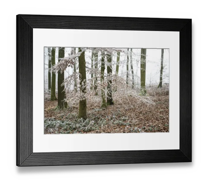 Framed Print : Snow-covered beech forest (Fagus sylvatica) on the Hermannsweg Framed Print : Snow-covered beech forest (Fagus sylvatica) on the Hermannsweg
