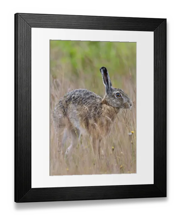 Framed Print : Brown hares (Lepus europaeus) often take breaks to stretch while foraging