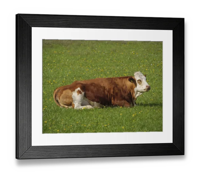 Framed Print : A brown cow is resting on a green field surrounded by dandelions and nature