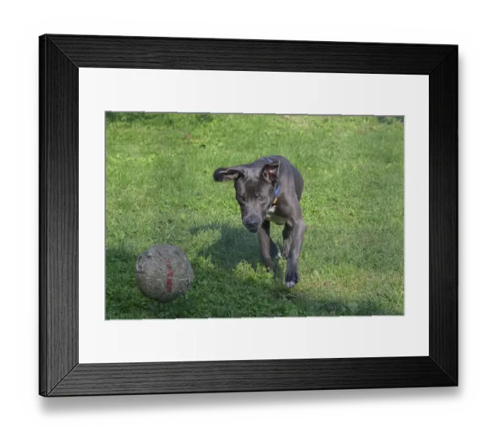 Framed Print : A focused black dog chasing a soccer ball on a lawn Framed Print : A focused black dog chasing a soccer ball on a lawn