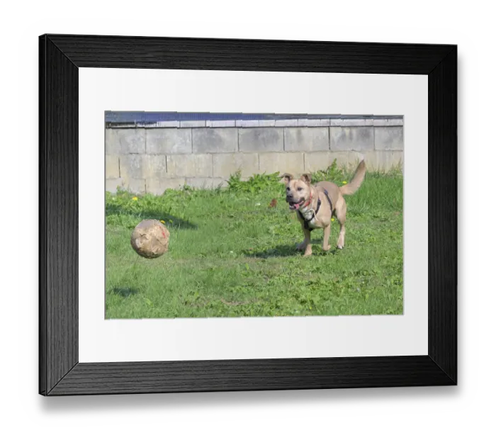 Framed Print : A dog eagerly approaches a ball on a sunny grassy field
