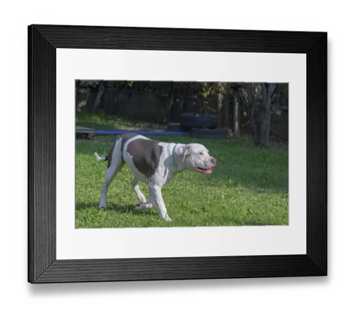 Framed Print : Brown and white dog walking in the grass on a sunny day