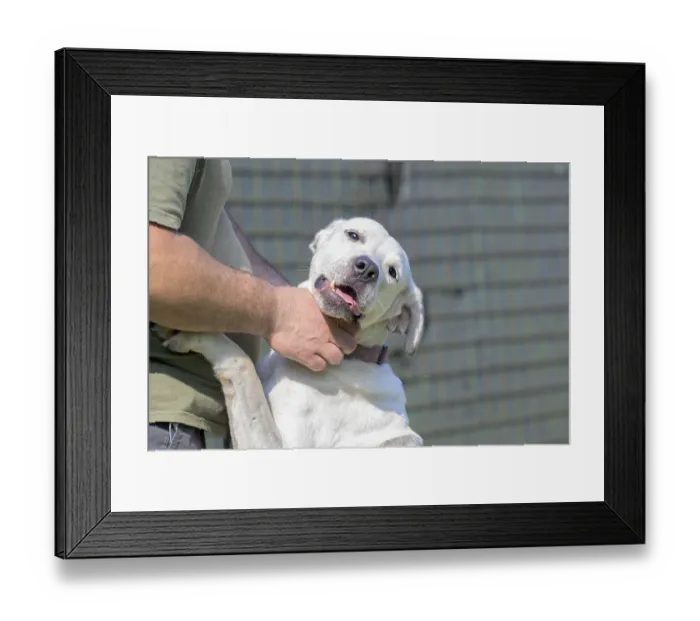 Framed Print : Close-up of a white dog being petted by a person