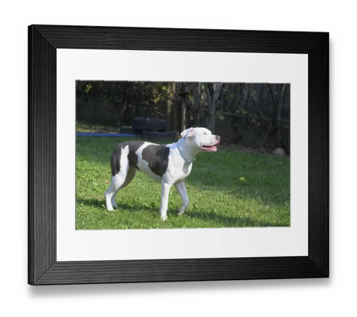 Framed Print : White and brown dog standing alert on the grass in a sunny backyard Framed Print : White and brown dog standing alert on the grass in a sunny backyard