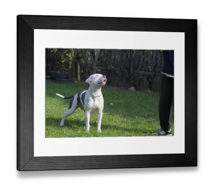 Framed Print : White and brown dog standing alert on grass near a person in a backyard