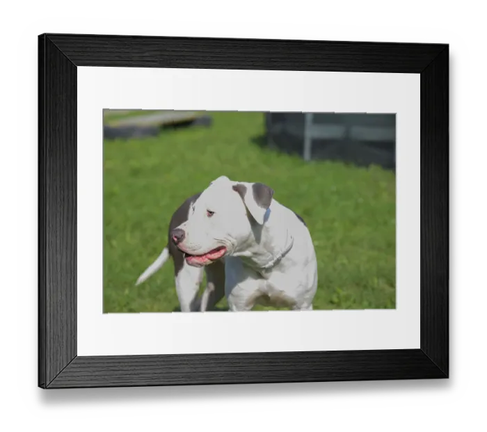 Framed Print : White and brown pitbull standing on grass
