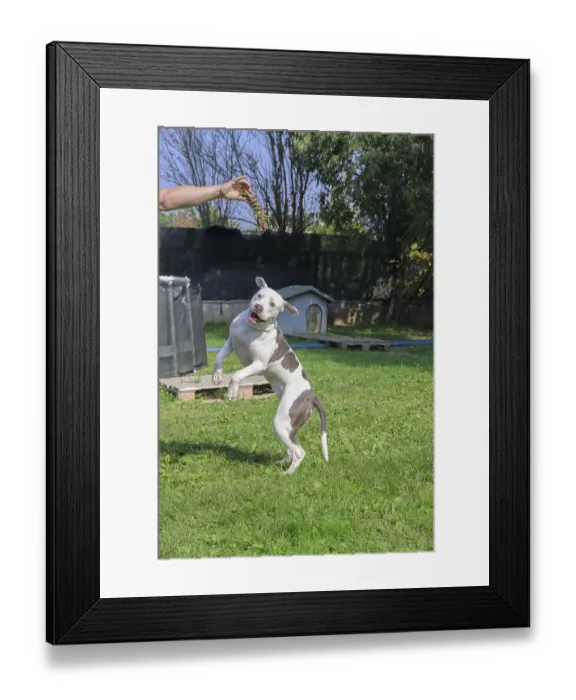 Framed Print : White and brown dog jumping for a treat held by a human Framed Print : White and brown dog jumping for a treat held by a human
