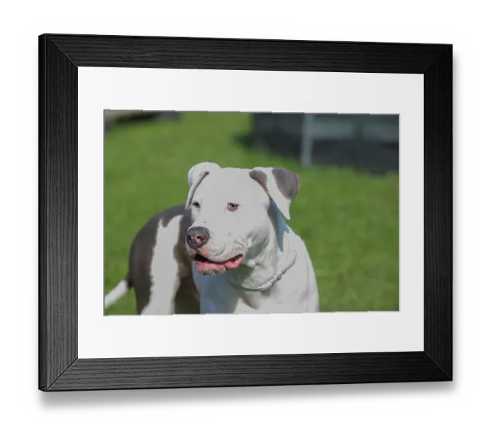 Framed Print : Bright image of a white and brown pitbull on grass