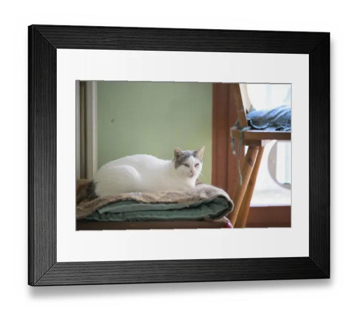 Framed Print : A white cat with gray ears is lounging on a cushion inside a sunlit room Framed Print : A white cat with gray ears is lounging on a cushion inside a sunlit room