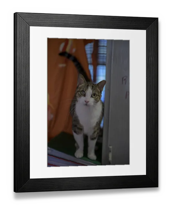 Framed Print : A white and tabby cat stands indoors