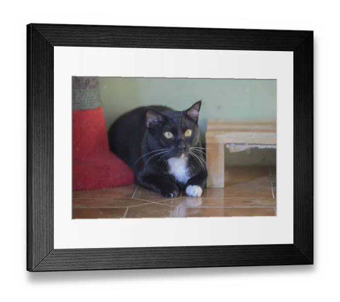 Framed Print : A black and white cat with yellow eyes rests attentively on the floor