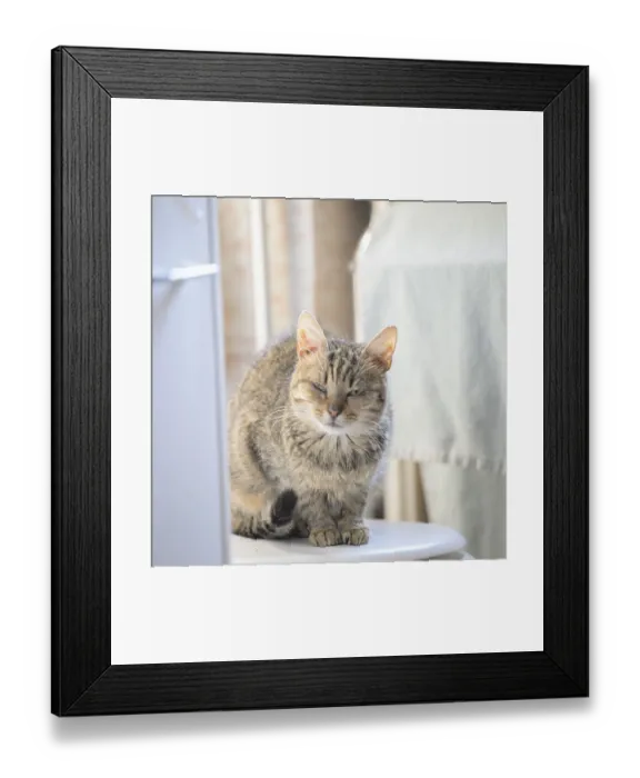 Framed Print : A tabby cat with squinting eyes sits relaxed in a sunlit room