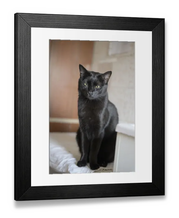 Framed Print : A black cat with sleek fur and green eyes sits against a wooden backdrop