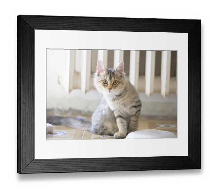 Framed Print : A bright tabby cat in a sitting position indoors with attentive eyes