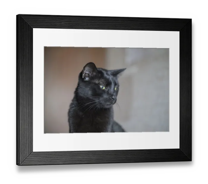Framed Print : A black cat with green eyes appears contemplative in this soft-focus profile