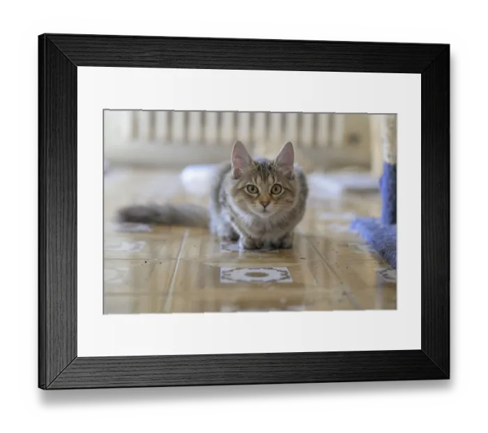 Framed Print : A focused tabby cat lying low on the patterned floor indoors Framed Print : A focused tabby cat lying low on the patterned floor indoors