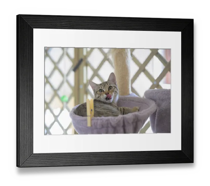 Framed Print : A playful tabby cat in a cat hammock licking its nose