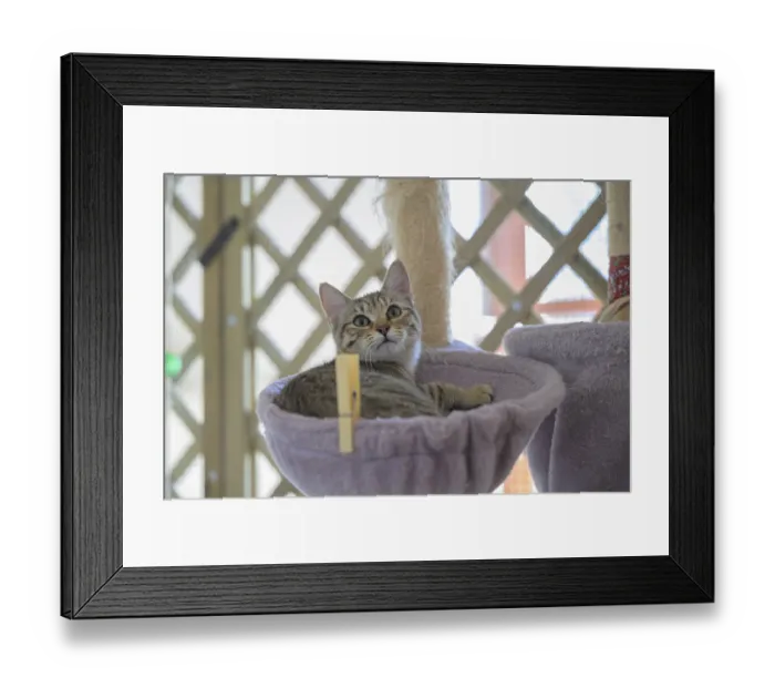 Framed Print : A relaxed tabby cat lying in a hammock Framed Print : A relaxed tabby cat lying in a hammock