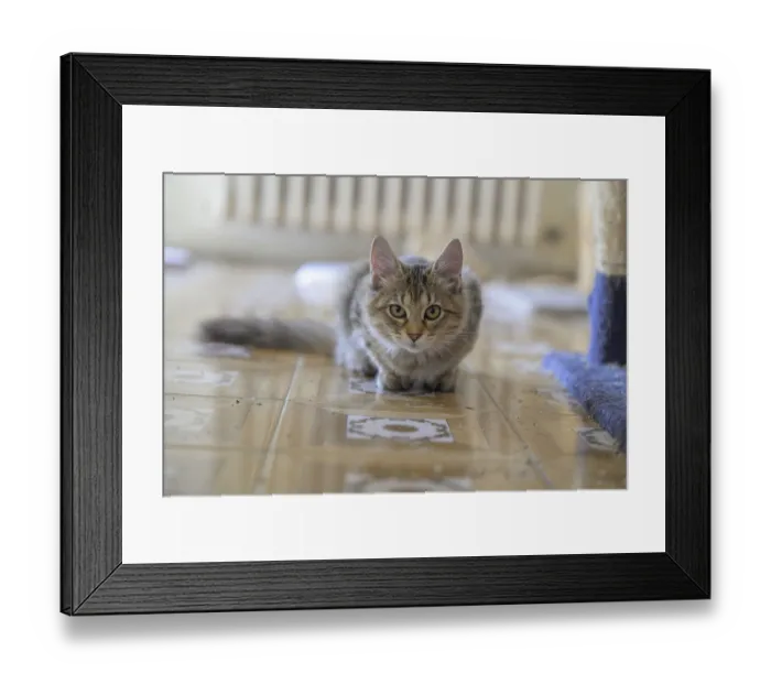 Framed Print : A focused tabby cat lying in a low stance on the indoor floor Framed Print : A focused tabby cat lying in a low stance on the indoor floor