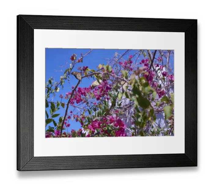 Framed Print : Monarch butterfly, bougainvillea