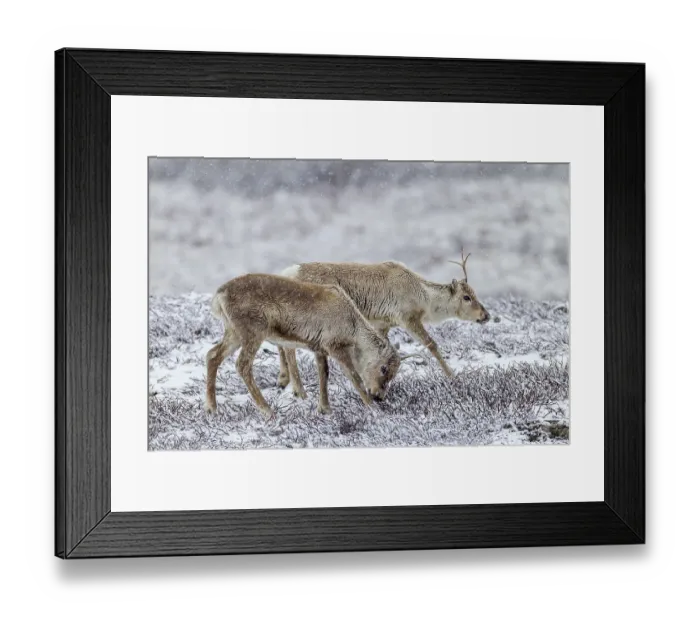 Framed Print : Two reindeer calves (Rangifer tarandus) walking across the snowy tundra