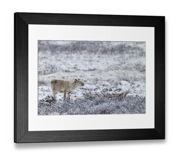 Framed Print : Reindeer cow (Rangifer tarandus) in the snow