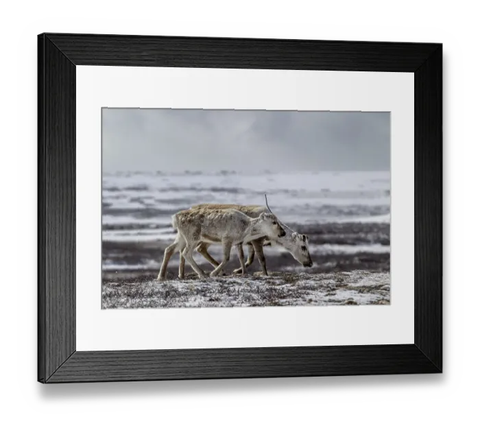 Framed Print : A reindeer cow (Rangifer tarandus) walks across the snow-covered tundra with her last year's calf