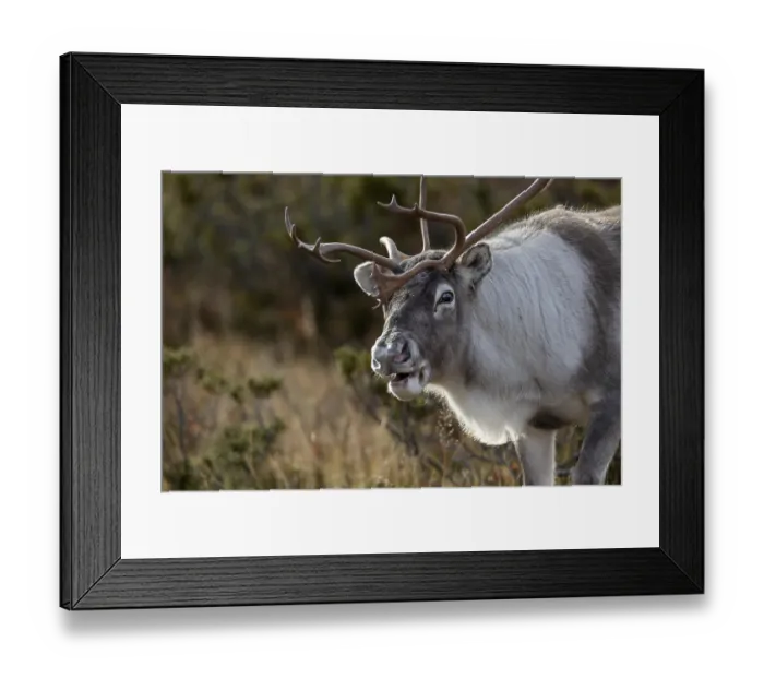 Framed Print : Portrait of reindeer bull (Rangifer tarandus) in rut