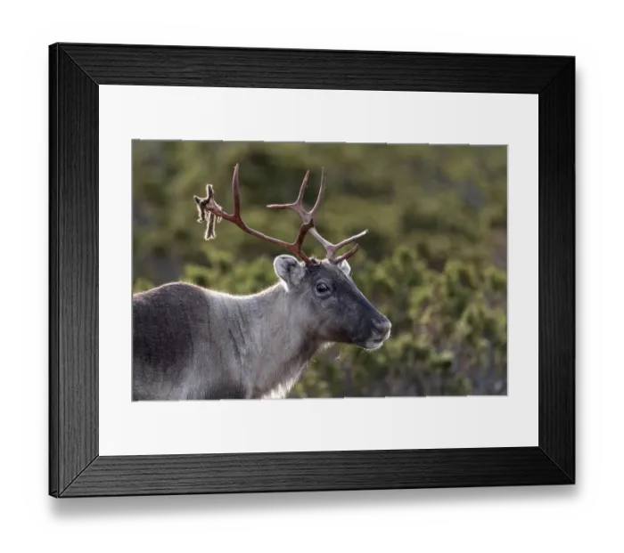 Framed Print : Portrait of a reindeer cow (Rangifer tarandus)