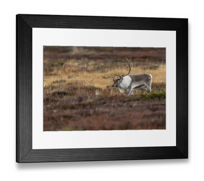 Framed Print : The reindeer bull (Rangifer tarandus) attentively follows his herd