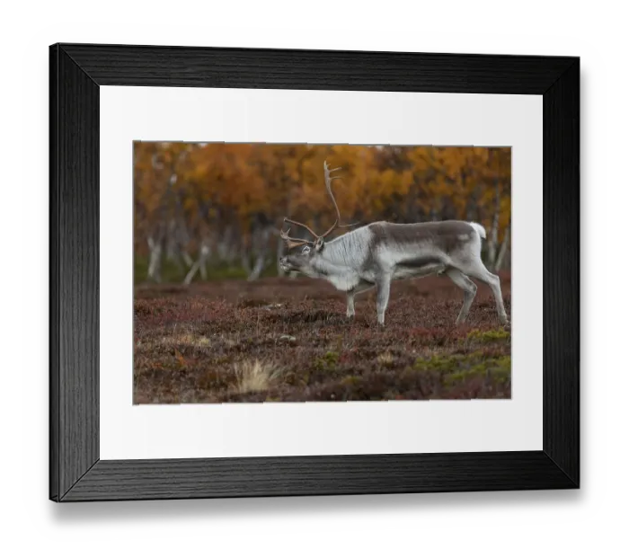 Framed Print : The reindeer bull (Rangifer tarandus) follows his herd roaring