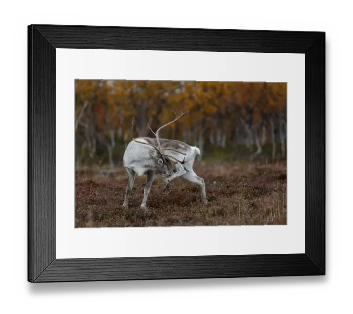 Framed Print : A reindeer bull (Rangifer tarandus) grooming