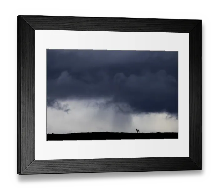 Framed Print : A reindeer (Rangifer tarandus) in front of a storm front and the first rain in the background