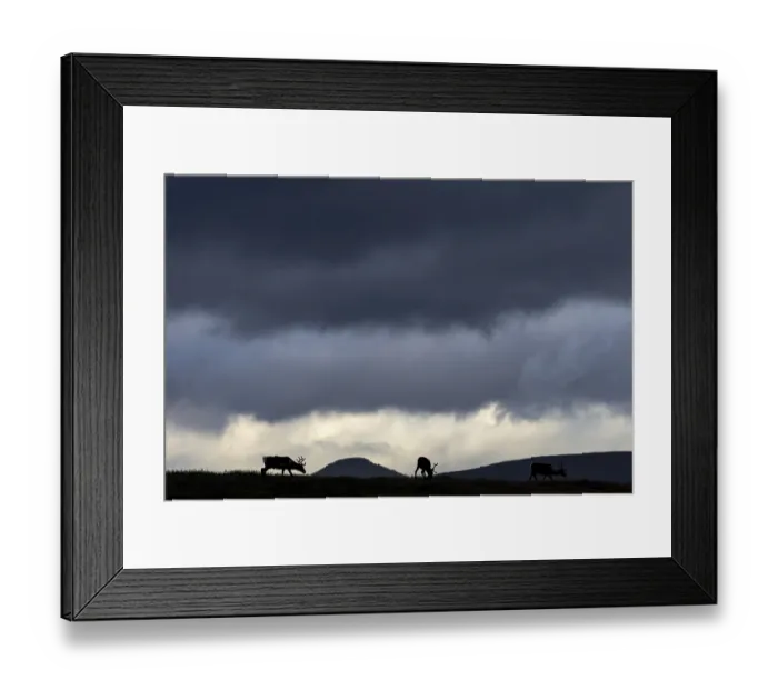 Framed Print : While the reindeer (Rangifer tarandus) graze on a mountain ridge Framed Print : While the reindeer (Rangifer tarandus) graze on a mountain ridge