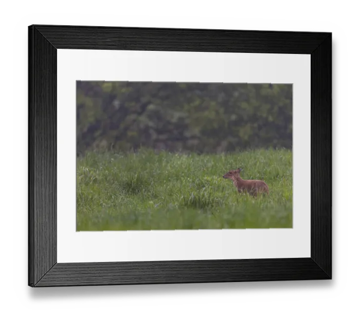 Framed Print : A female Chinese muntjac (Muntiacus reevesi) foraging in the pouring rain