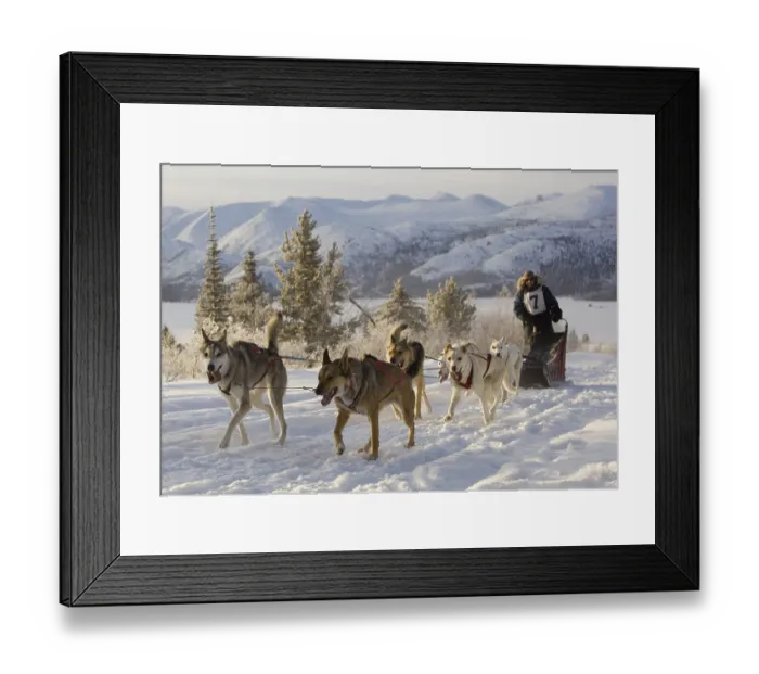 Framed Print : Running sled dogs, Alaskan Huskies Framed Print : Running sled dogs, Alaskan Huskies