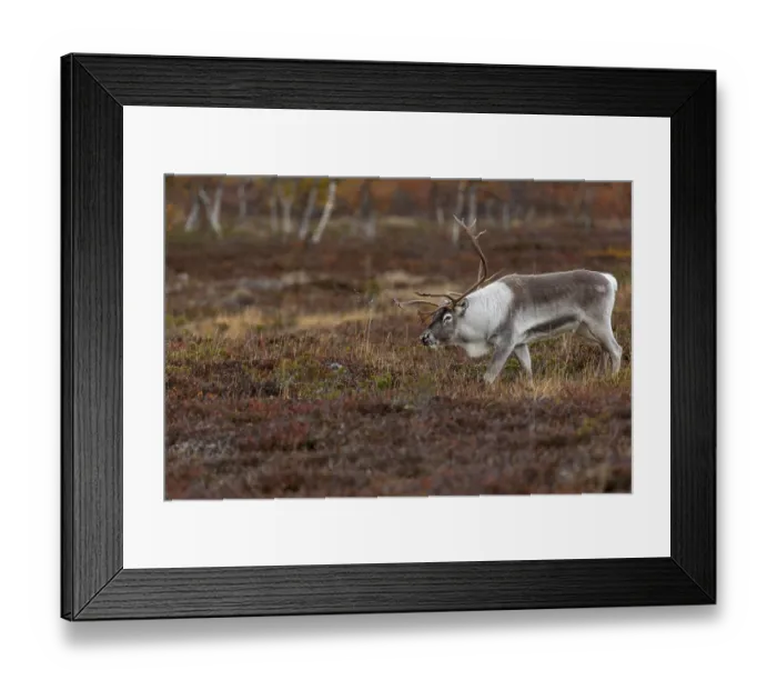 Framed Print : The reindeer bull (Rangifer tarandus) follows his herd with bowed head