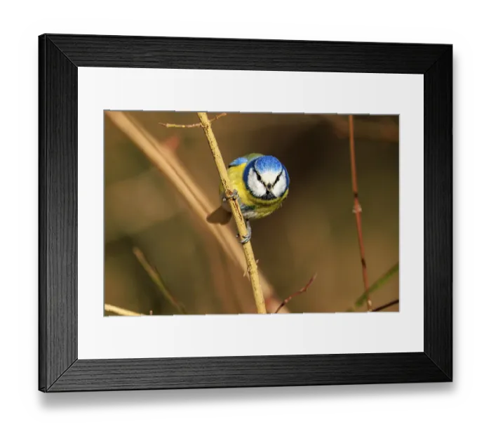 Framed Print : Blue tit sitting upright on a thin branch and looking forwards