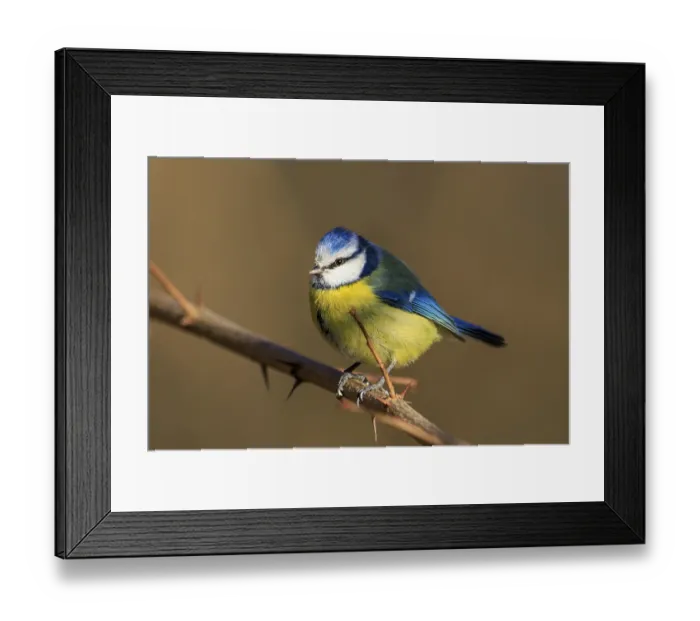 Framed Print : Blue tit sitting upright on a bare thorn branch with focus on the plumage Framed Print : Blue tit sitting upright on a bare thorn branch with focus on the plumage