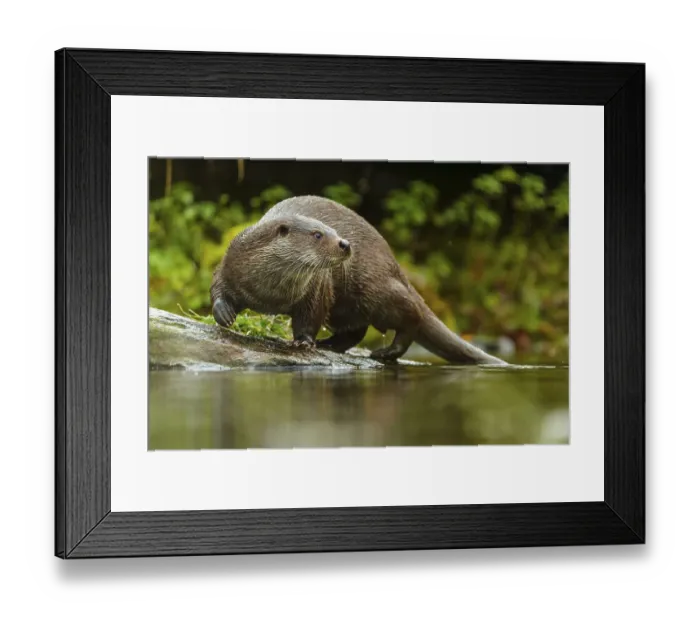 Framed Print : An otter stands vigilantly on a stone and looks to the side