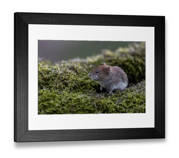 Framed Print : An alert bank vole (Myodes glareolus) on a moss-covered branch