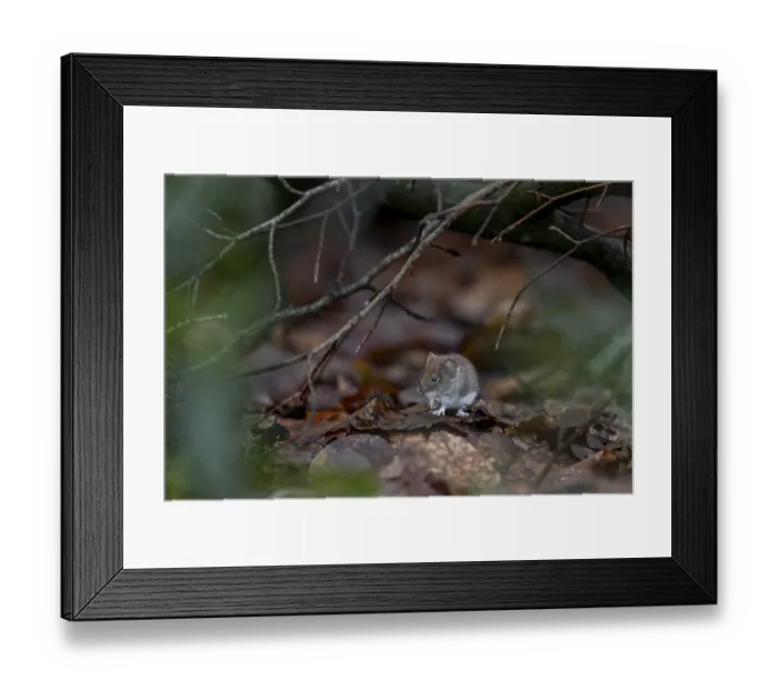 Framed Print : Red-backed vole (Myodes glareolus) searches for food among the foliage Framed Print : Red-backed vole (Myodes glareolus) searches for food among the foliage