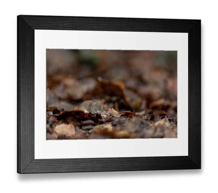 Framed Print : The bank vole (Myodes glareolus) with its reddish-brown fur is well camouflaged among the orange beech leaves Framed Print : The bank vole (Myodes glareolus) with its reddish-brown fur is well camouflaged among the orange beech leaves