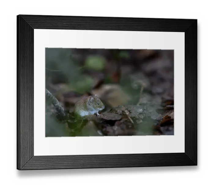 Framed Print : Many food scraps collect under a tit dumpling