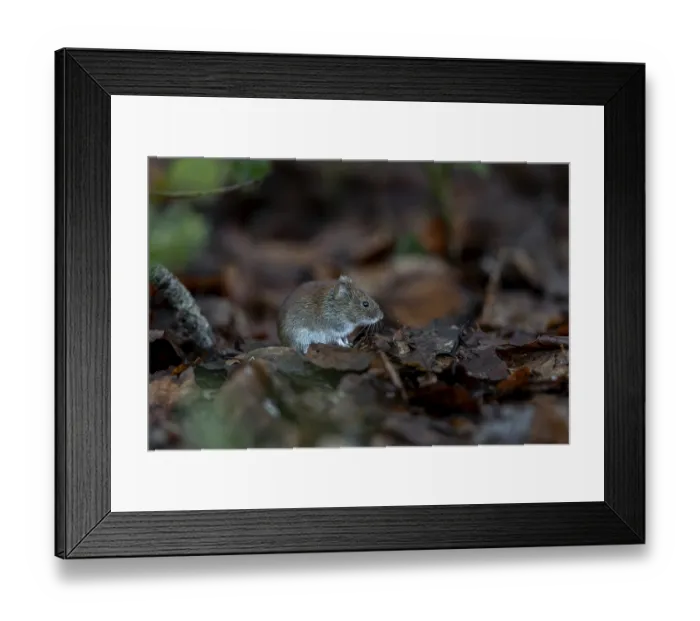 Framed Print : The bank vole (Myodes glareolus) waits motionless in the same place for a few seconds before scurrying off to feed